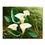 Calla Lily Flowers Green Leaves - DIY Painting by Numbers Kit