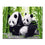 Chinese Pandas - DIY Painting by Numbers Kit