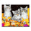 Three Lovely Kittens - DIY Painting by Numbers Kit