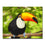 Glamorous Toucan - DIY Painting by Numbers Kit