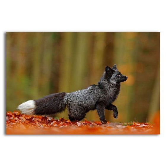 Adorable Wild Black Fox Canvas Wall Art
