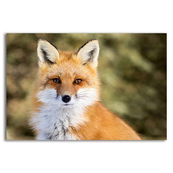 Adorable Wild Red Fox Canvas Wall Art