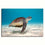 Alluring Sea Turtle Canvas Wall Art