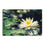 Floating White Waterlily Canvas Wall Art