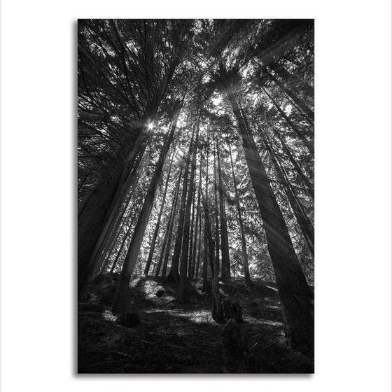 Black And White Tall Trees Wall Art