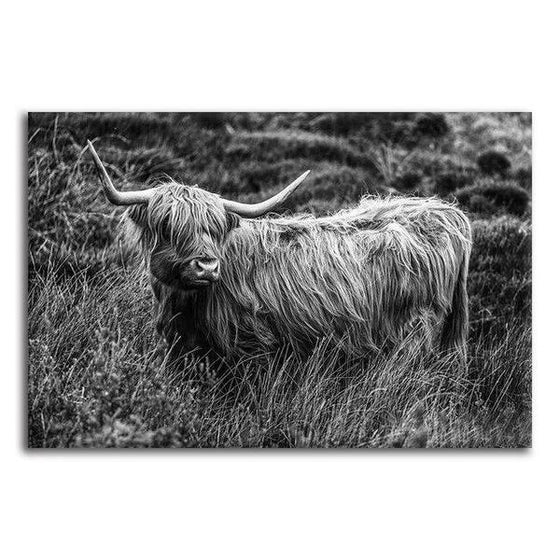 Black And White Upland Cattle Canvas Wall Art