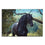 Black Friesian Stallion Canvas Wall Art