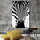 Closeup Zebra Canvas Wall Art Decor