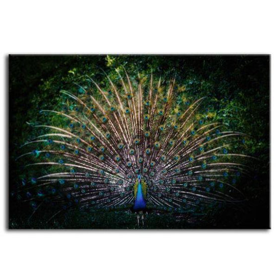 Colorful Peacock Tail Canvas Wall Art
