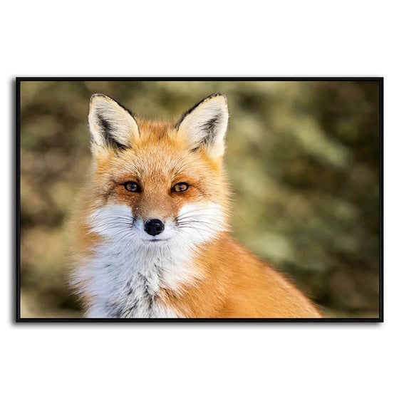 Adorable Wild Red Fox Canvas Wall Art