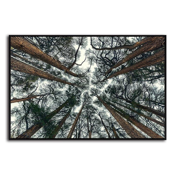 Pine Trees Bottom View 1 Panel Canvas Art