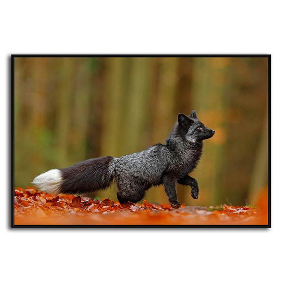 Adorable Wild Black Fox Canvas Art