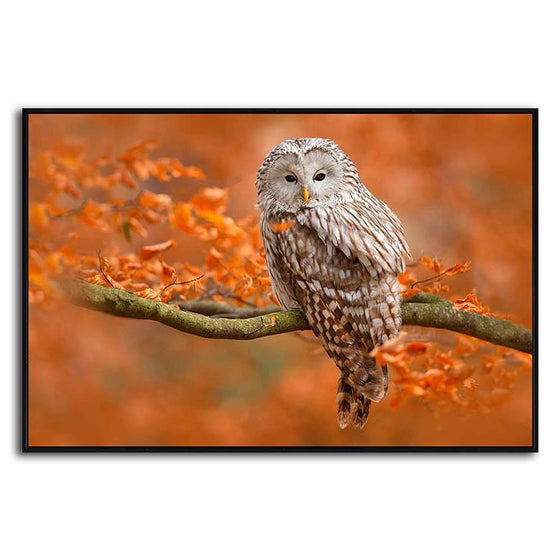 Sleepy Wild Owl Canvas Art
