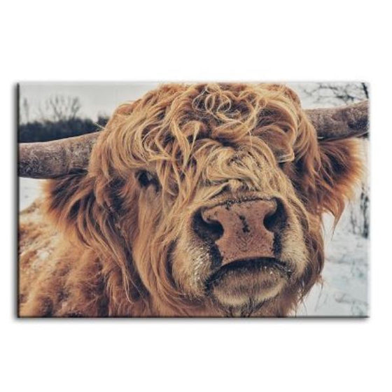 Highland Cattle Face Canvas Wall Art