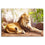 King Of The Jungle 1 Panel Canvas Wall Art