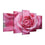 Blooming Pink Rose Canvas Wall Art Ideas