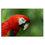 Perched Red Parrot 1 Panel Canvas Wall Art