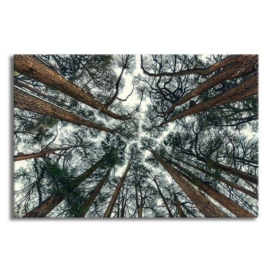 Pine Trees Bottom View 1 Panel Canvas Wall Art