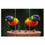 Rainbow Lorikeet Parrots 3 Panels Canvas Wall Art