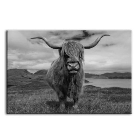Scottish Highland Cow Canvas Wall Art