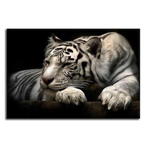 Sleeping White Tiger Canvas Wall Art