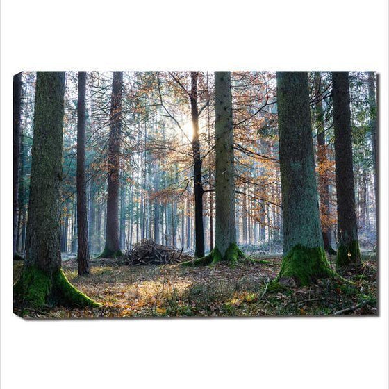 Sunrise In The Woods Wall Art